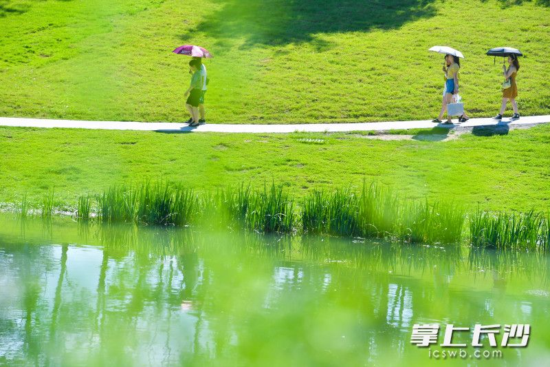 均为长沙晚报全媒体记者 邹麟 摄