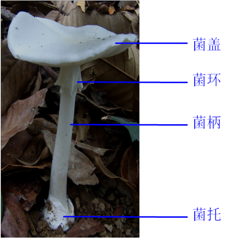 大部分鹅膏菌都有毒,千万不要采食。受访者 供图 大部分鹅膏菌都有毒,千万不要采食。受访者 供图