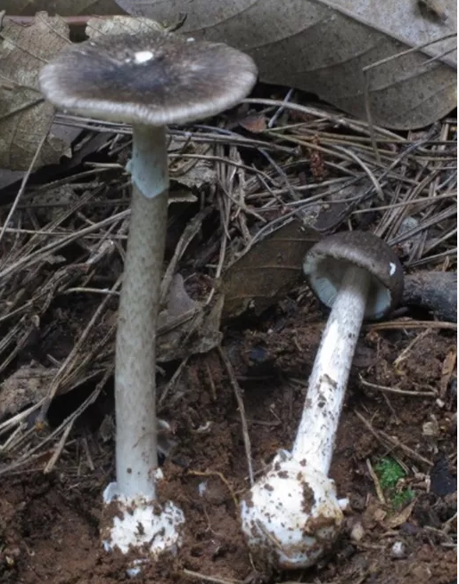 灰花纹鹅膏