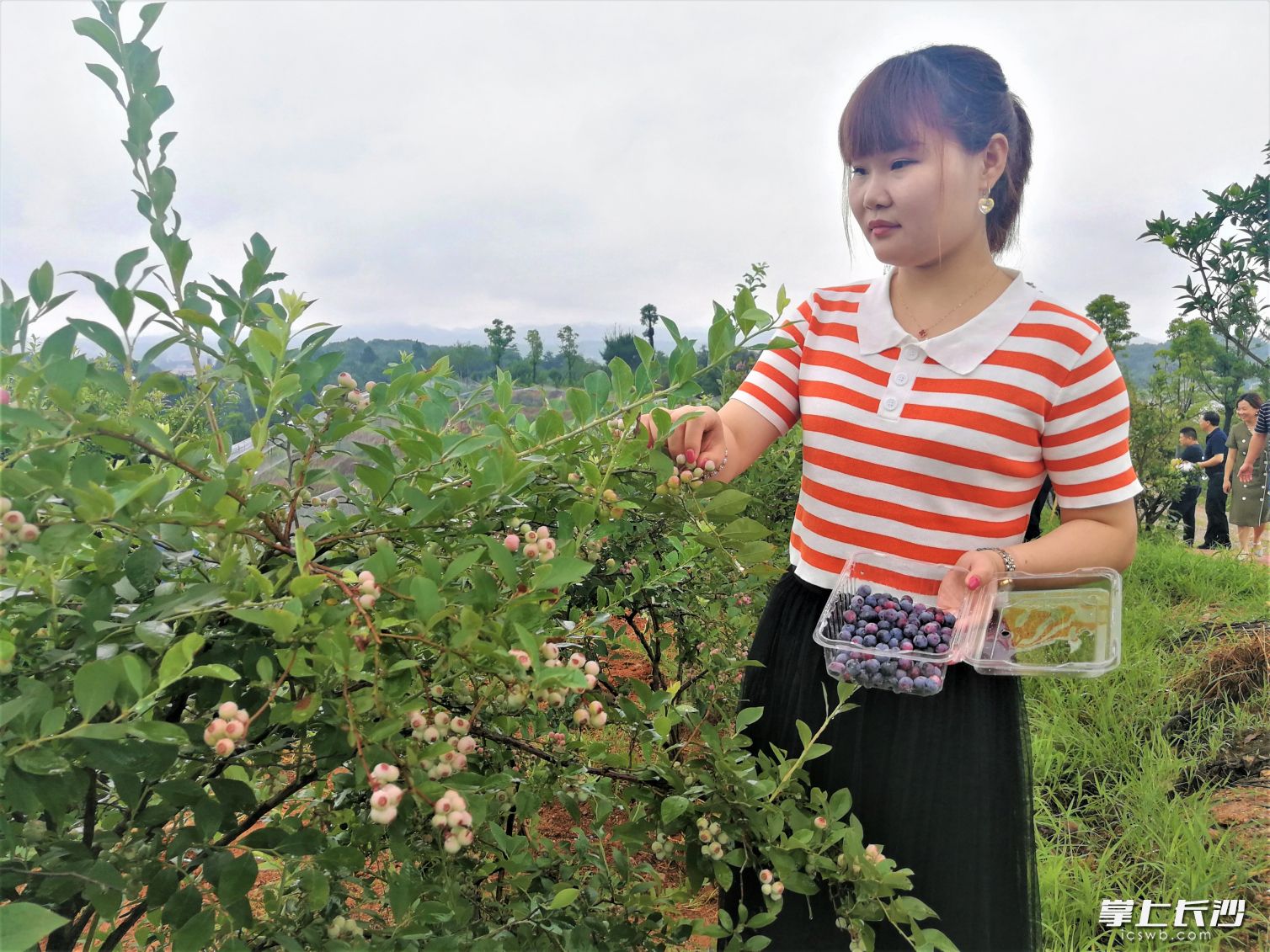 在宁乡市回龙铺镇林盛农业种植基地，“蓝莓谷”里果香氤氲，分批成熟的蓝莓引人采摘。