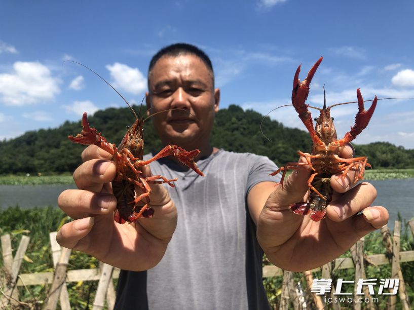 果园镇新明村养殖户孙靖是一名有着12年经验的养虾“老兵”。  长沙晚报全媒体记者 钱娟 拍摄