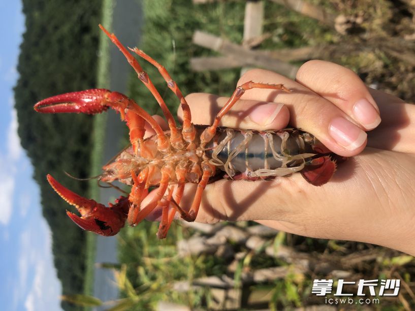 腹部透亮，虾线分明，长沙小龙虾颜值高。长沙晚报全媒体记者 钱娟 拍摄