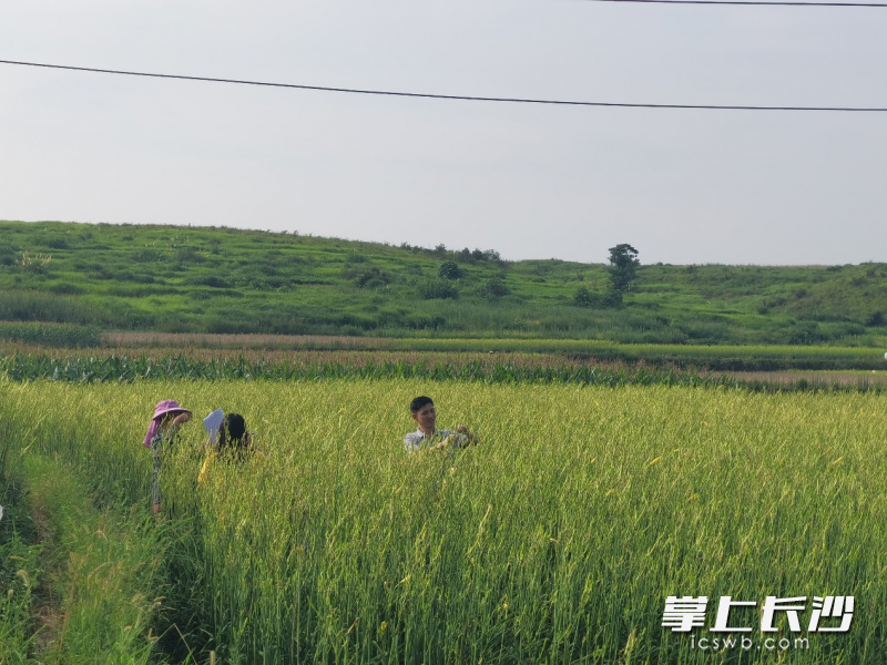 团队成员体验黄花菜采摘工作。均为通讯员豆勤岸 供图