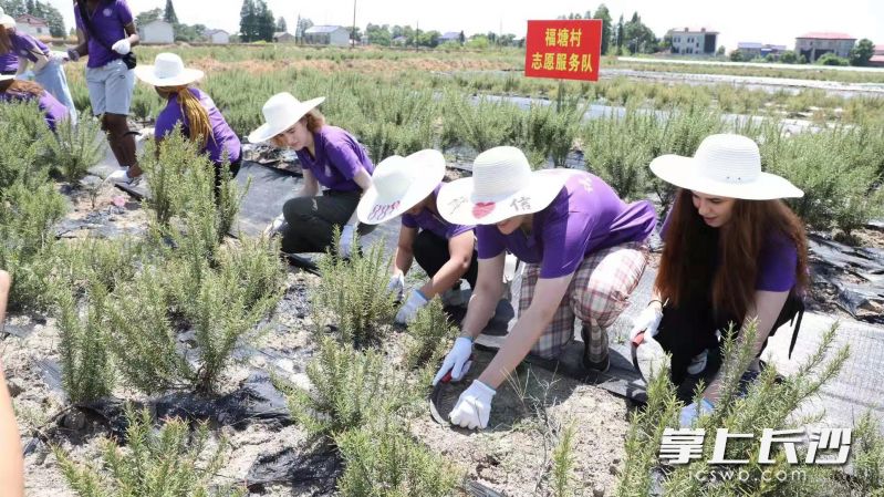 金发碧眼的外国学生顶着烈日跑到福塘村的田间地头忙活起来。