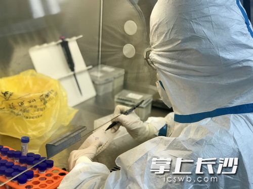 谭芮辰正在处理标本。由医院供图