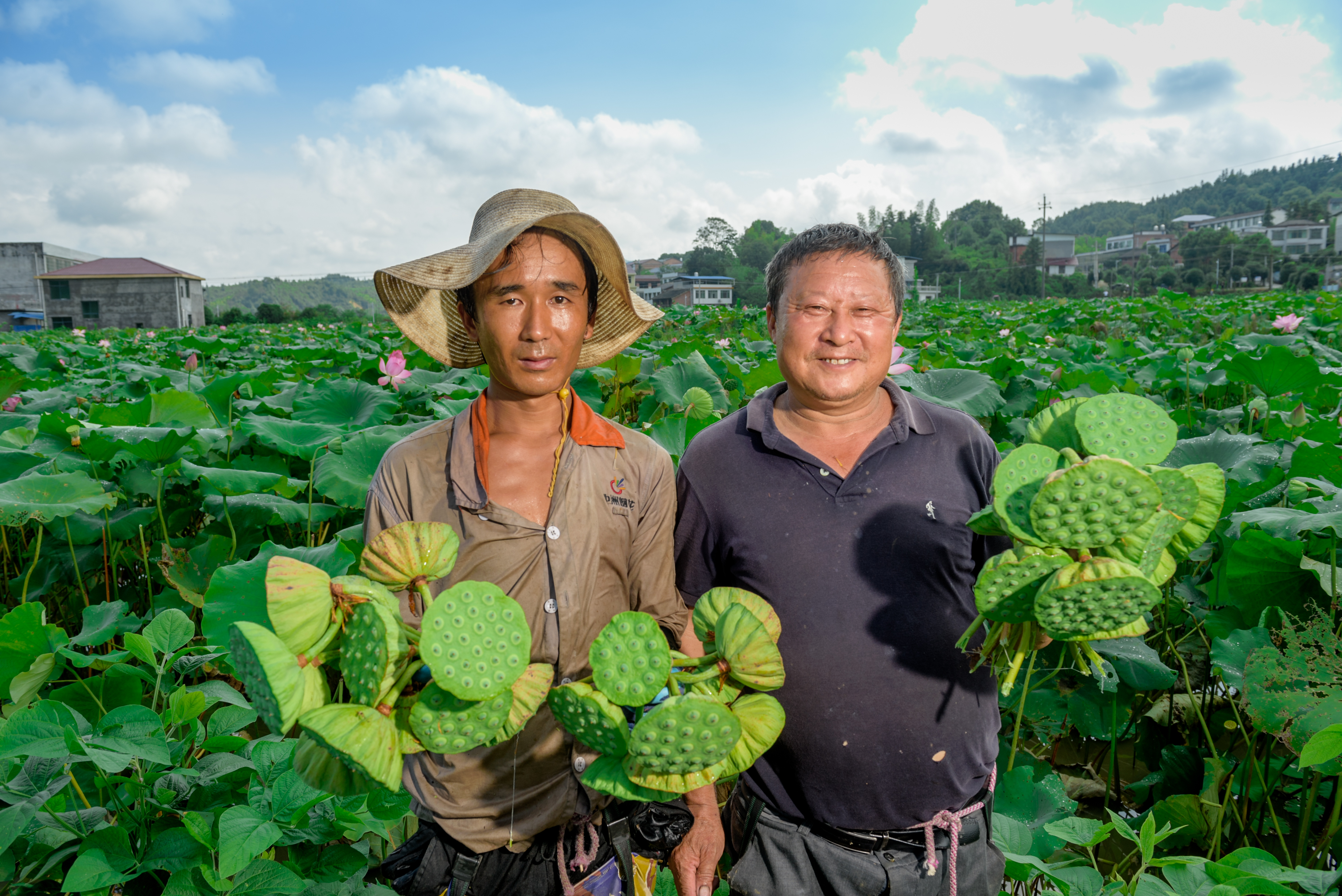 正值烟花企业放高温假，休假的工人们来荷塘帮着采摘莲蓬，工资按180元/天结算。