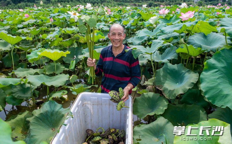 唐杰宏的父亲正在荷塘里采莲，脸上露出幸福的笑容。长沙晚报全媒体记者  邹麟 摄