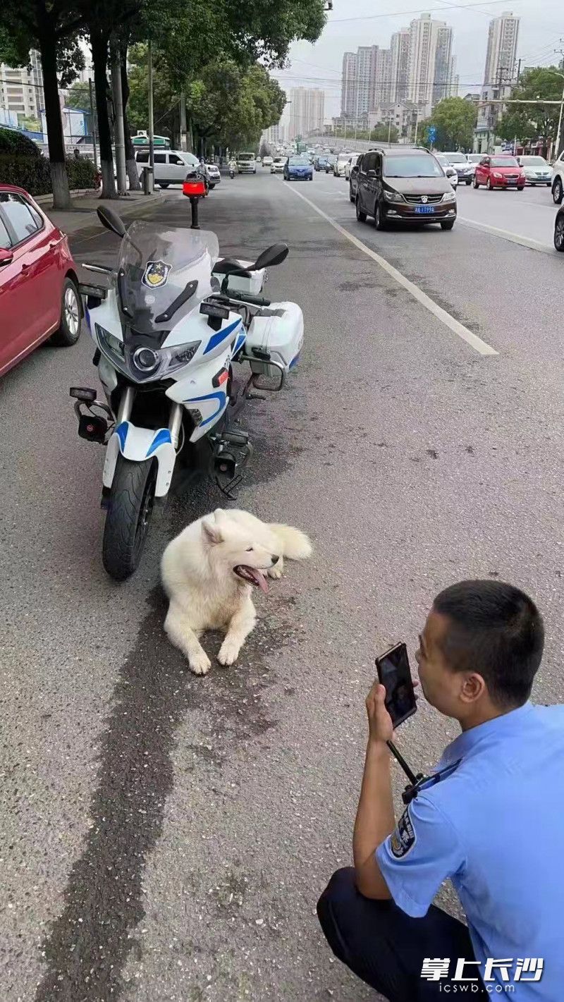李毅在路边等候萨摩耶的主人