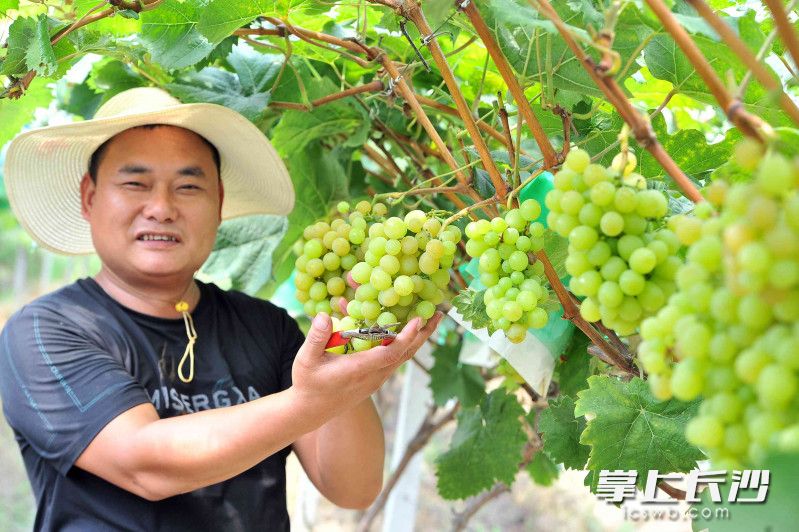 尹富冬表示依托炭河古城景区，自已的水果不愁销路。图片均为长沙晚报全媒体记者 贺文兵 摄