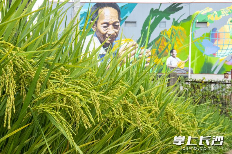 袁隆平彩绘前方的杂交水稻试验田里，沉甸甸的稻穗已经金黄。