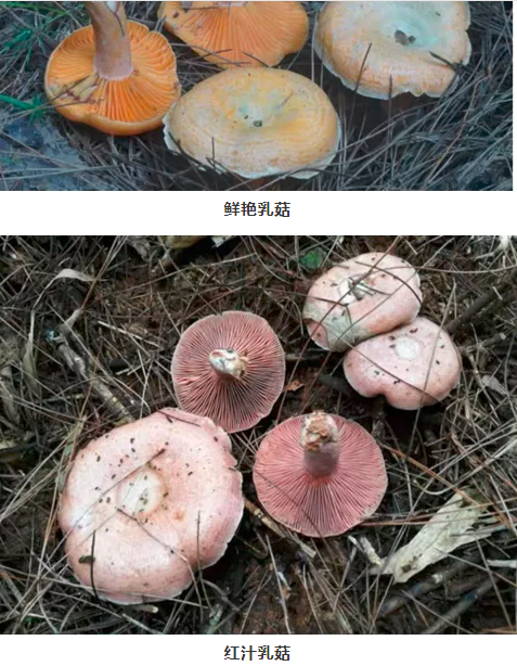 省疾控中心专家建议，如果想吃野生蘑菇，只吃寒菌，包括鲜艳乳菇、红汁乳菇两类。均为省疾控中心供图