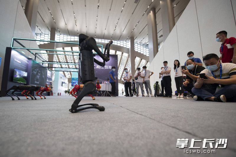 现场，由宇树科技带来的A1探索版四足机器人“机器狗”在向观众“作揖”致意。逗得现场观众啧啧称奇。