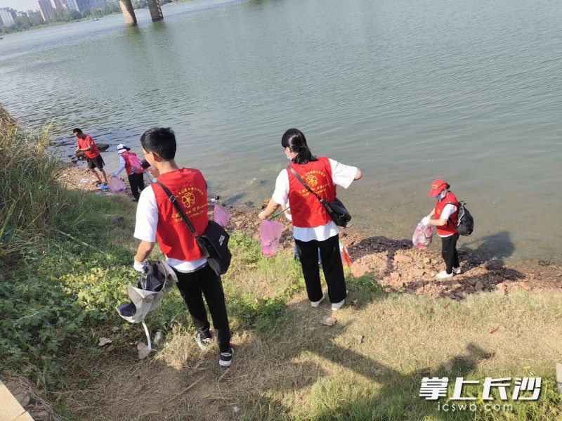 280余名“河小青”参与净滩行动。  长沙晚报通讯员 龚乐梅 供图