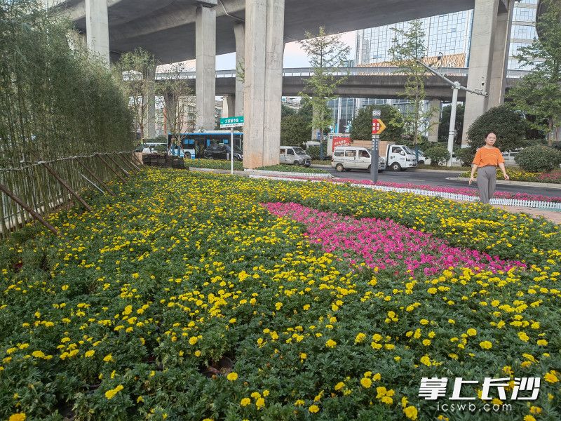 雨花区围绕16条道路以及6个重点区域，全面展开绿化提质，万家丽路旁花带缤纷。长沙晚报全媒体记者  胡媛媛 摄