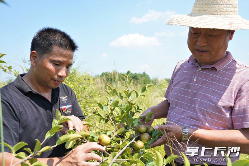 在石桥铺油茶林合作社的种植基地，饱满的油茶果预示着今年又将迎来丰收年。长沙晚报全媒体记者 张禹 通讯员 范婷 摄影报道