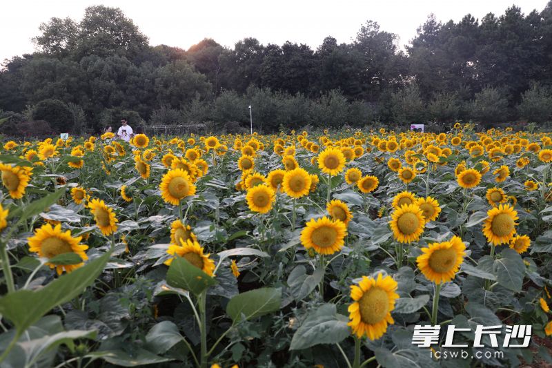 省植物园里，10万株姿态各异的向日葵等你来打卡。长沙晚报通讯员 彭炜 摄