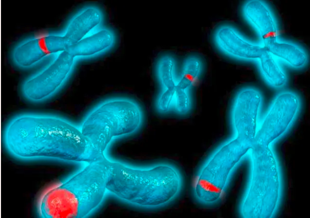 染色体“46，XX”是典型的女性性征。