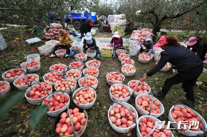 ▲洛川苹果因独特地理气候,汁多松脆、酸甜适口,成为国内市场最受欢迎的品类。(李云丰 摄) ▲洛川苹果因独特地理气候,汁多松脆、酸甜适口,成为国内市场最受欢迎的品类。(李云丰 摄)