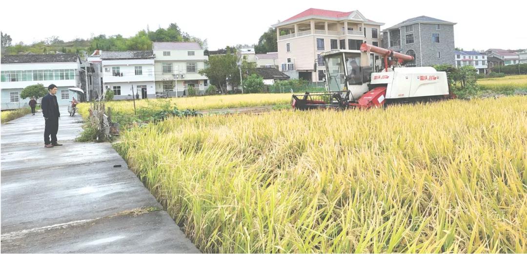 测产现场,验收组严格按照水稻田间测产验收操作流程,采取随机抽样的方式,从高、中、低产三类田各选取一块田进行实测。  测产现场,验收组严格按照水稻田间测产验收操作流程,采取随机抽样的方式,从高、中、低产三类田各选取一块田进行实测。