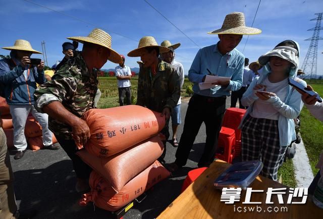 测产专家组成员记录水稻测重结果。新华社记者 郭程 摄