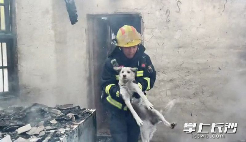 消防员将被困的小狗从火场中救出。 视频截图