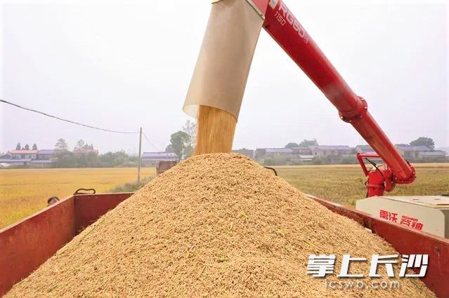 收割机将收获的稻谷倒进拖拉机车斗，再转运至烘干中心。长沙晚报全媒体记者 张禹 通讯员 范婷 摄影报道