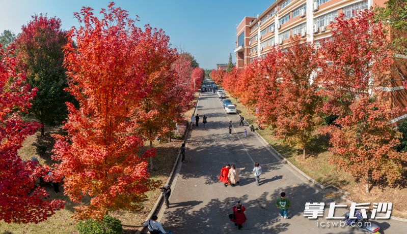 红叶如火似霞，美若人间仙境。均为全媒体记者 陈飞 摄