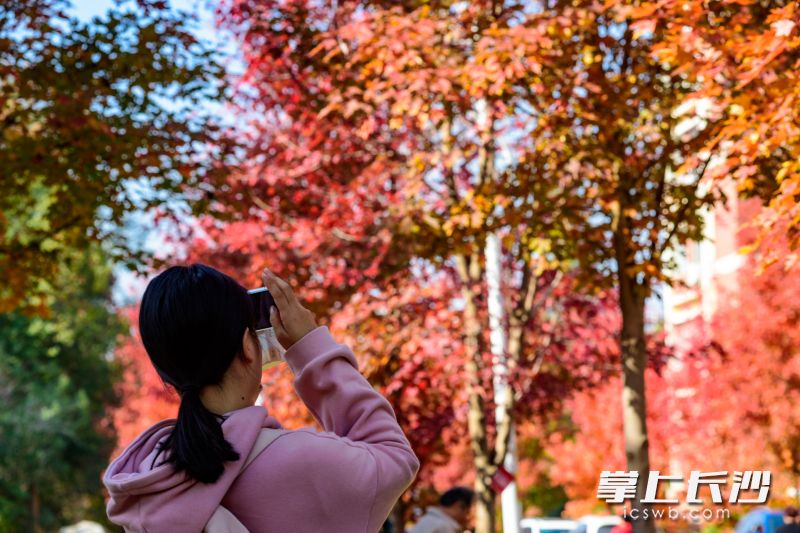赏枫师生纷纷化身摄影师，在红枫前竞相逗留。