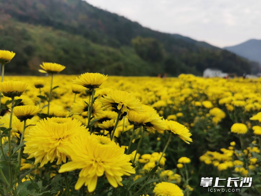 醴陵耿彪故里旁，皇菊开满山野，吸引大批游人驻足游玩。均为长沙晚报全媒体记者刘树源摄