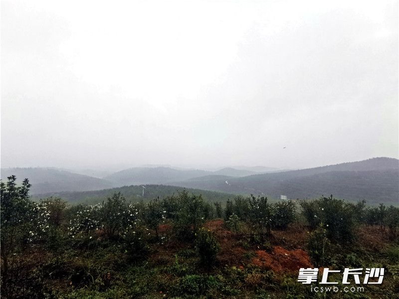在衡阳常宁市西岭镇，朦胧烟雨笼罩着漫山遍野的洁白茶花。均为长沙晚报全媒体记者 刘树源 摄
