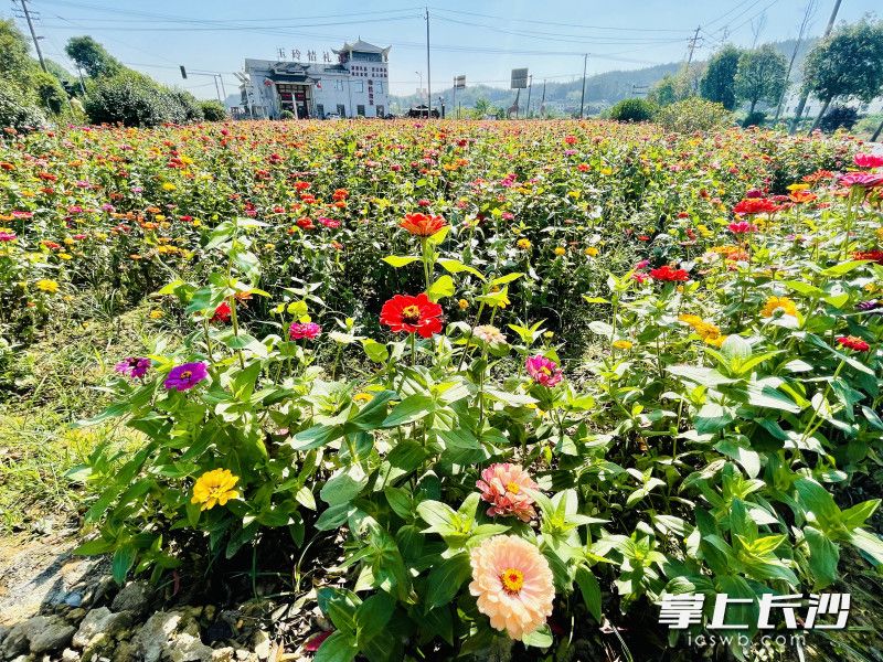 沙坪的乡村道路口、田埂畔的裸露黄土，都被李德军种上美丽的百日草、硫华菊，明年开春还有两百亩油菜绽放乡野。 长沙晚报全媒体记者 李卓 摄