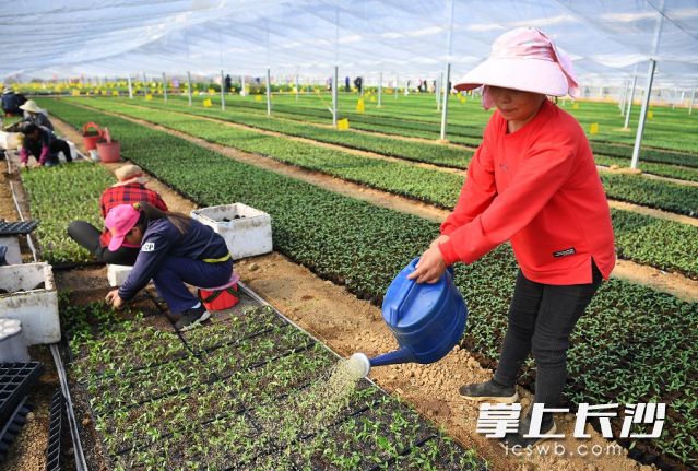 全国乡村特色产业亿元村樟树镇文谊新村，工作人员正在樟树港辣椒育种大棚内育种。