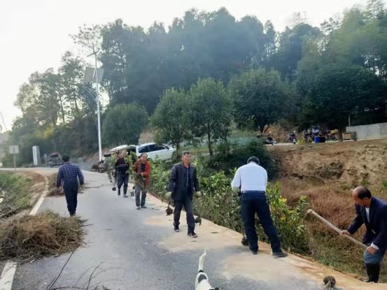当地群众在道路两边栽种新茶。 长沙晚报通讯员 戴庆 供图