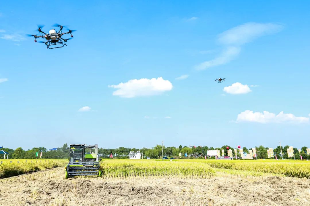 隆平高科139个品种通过国家审定,持续提升种源自主可控水平。 企业供图 隆平高科139个品种通过国家审定,持续提升种源自主可控水平。 企业供图