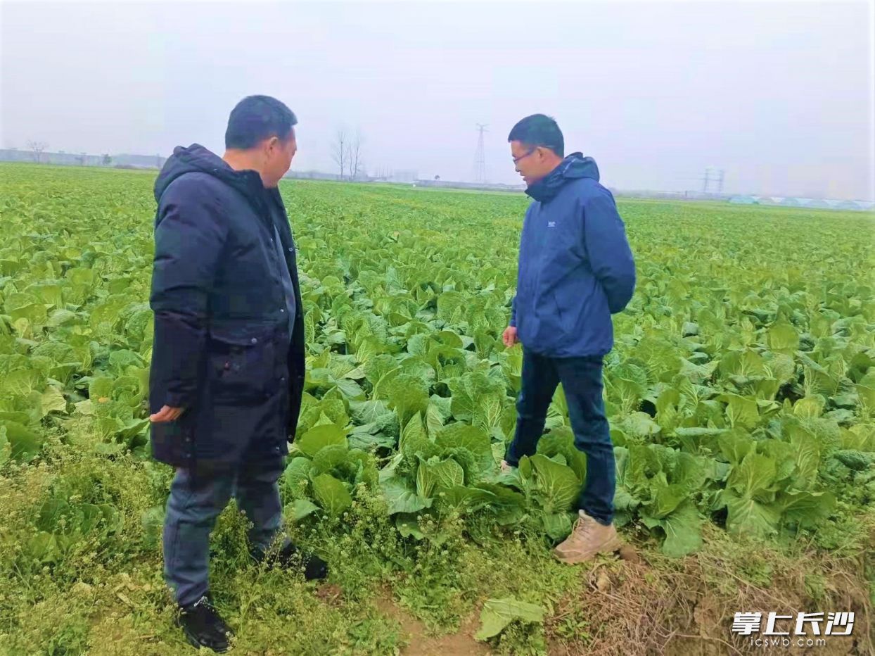 在宁乡市横市镇望北峰村蔬菜种植基地，村民们在查看蔬菜的长势。  长沙晚报全媒体记者 张禹 通讯员 杨赛兰 摄影报道