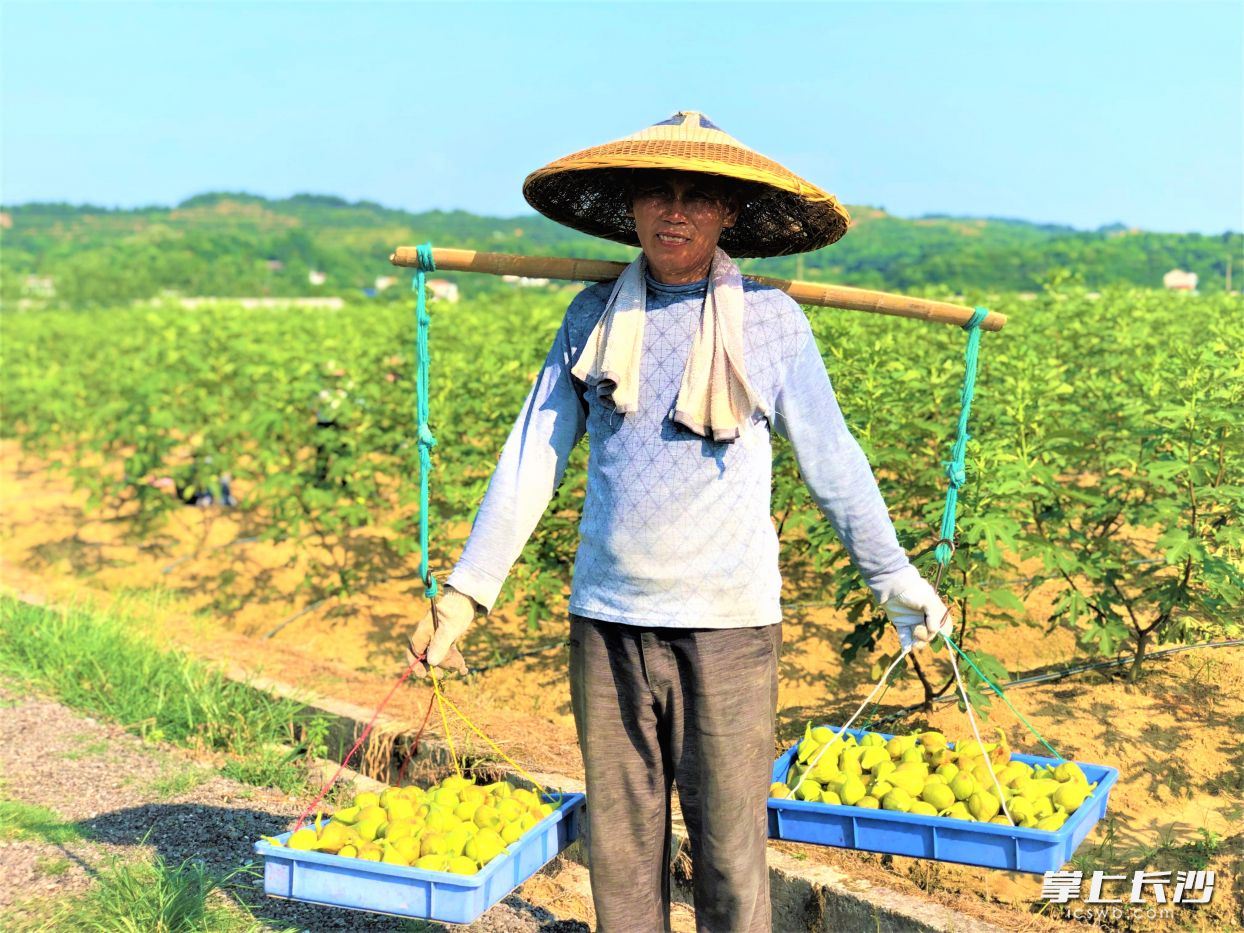 在宁乡市横市镇无花果种植基地，村民开心收获无花果。   长沙晚报全部媒体记者 张禹 摄
