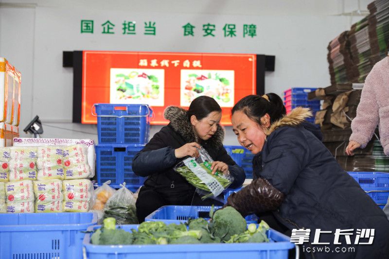 园区内的工作人员正在分拣蔬菜。