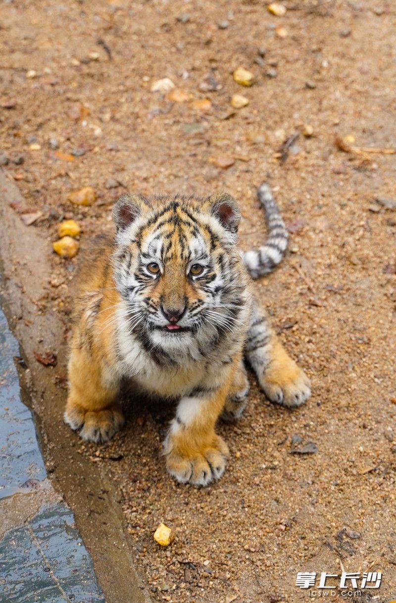 虎崽“二宝”刚出生不到几个月，还有一只年纪大它数月的虎崽哥哥“大宝”。