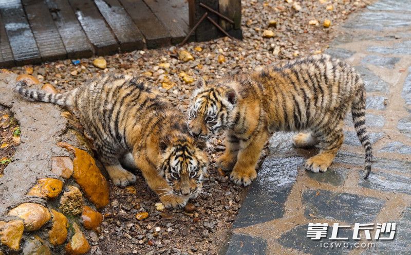 新年伊始，“二宝”（右）也来吸吸哥哥“大宝”（左）的“虎气”。