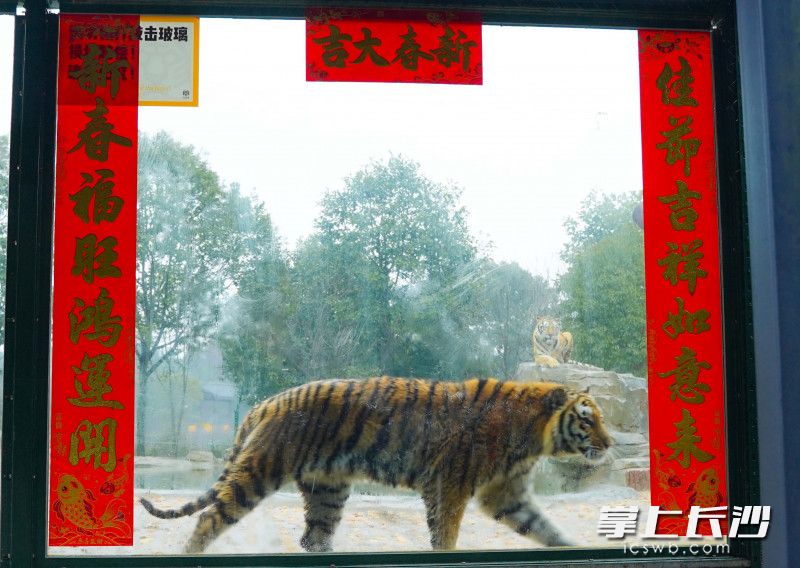 虎园内，虎仔“团团”正经过一道挂有对联的门窗。