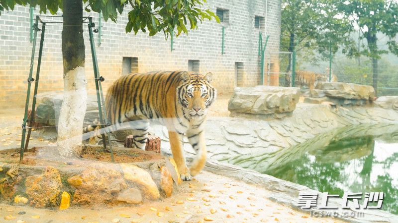 虎仔“大傻”正向镜头走来。