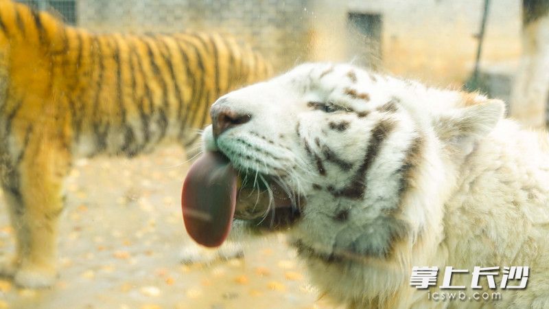 白虎“憨憨”正在吐着舌头卖萌。