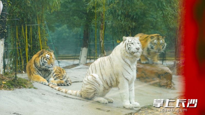 虎仔“大傻”“团团”、“憨憨”组成了“铁三角”。