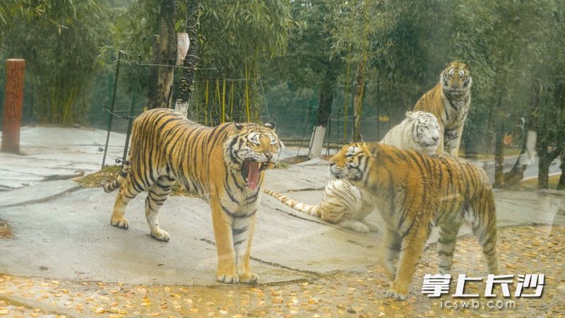 虎仔“豆豆”正在打哈欠。