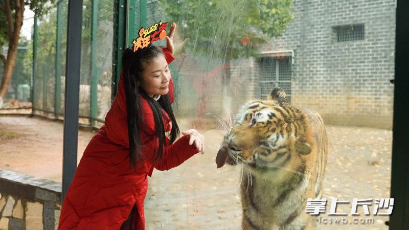 游客王女士正在和虎仔互动。