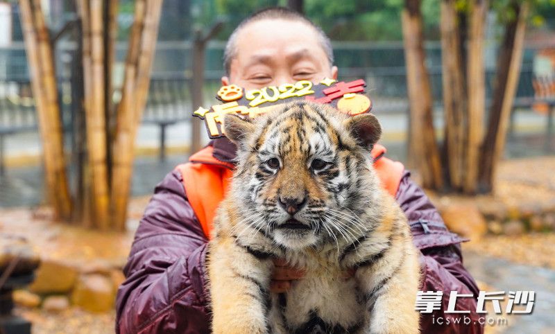 虎崽“大宝”戴着“2022虎年大吉”的头饰向人们拜年。图片均为长沙晚报全媒体记者 刘晓敏 摄
