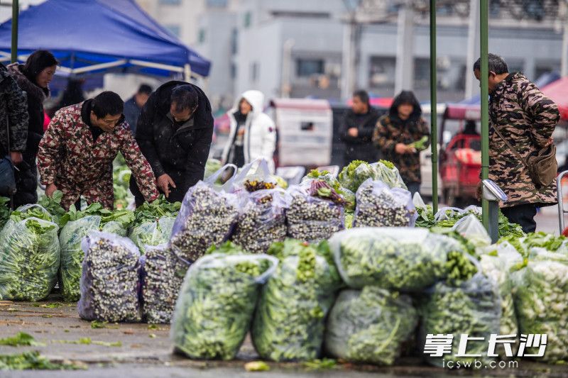 今日，记者在长沙黄兴海吉星国际农产品物流园看到，在蔬菜区散货区，来自本地和外地蔬菜销售人气颇旺。