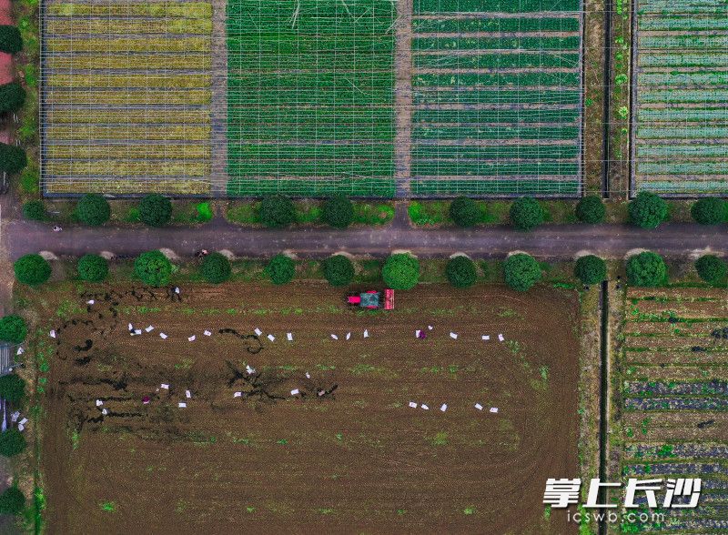 长沙县宇田蔬菜专业合作社呈现一幅生机勃勃的景象，农户抢抓时节，播种希望。  均为长沙晚报通讯员 章帝 全媒体记者 王志伟 摄