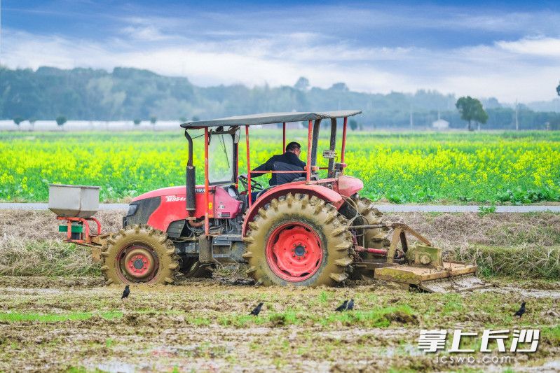 黄花镇银龙村高标准粮食基地内，农机手正驾驶农机犁田。旁边，千余亩油菜花田开始进入花期。