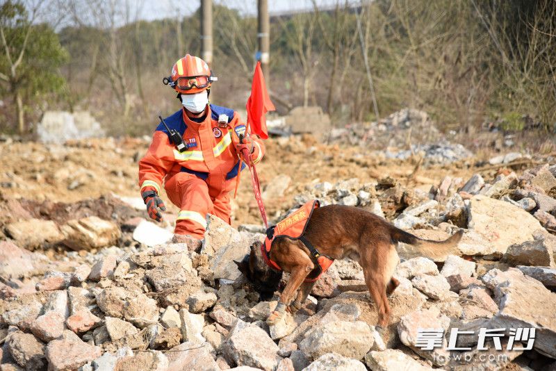 训导员带搜救犬找寻“被困人员”。